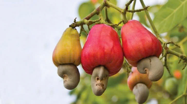 Cashew2
